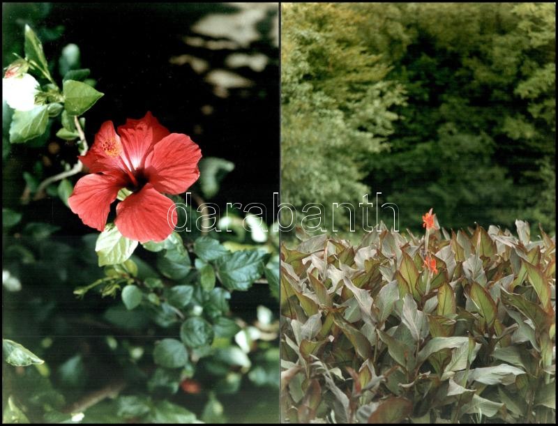 1991 Engi László: Virágok, 4 db (2 különböző) amatőr művészfotó, jelzett, 19,5x30 cm - Image 4