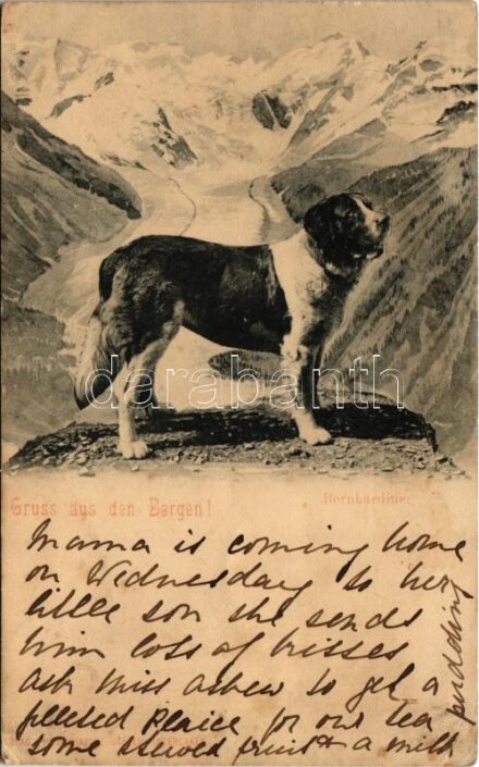 1900 Gruss aus den Bergen! Bernhardiner / St. Bernard dog (kis szakadás / small tear)