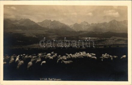 Tátra, Magas-Tátra, Vysoké Tatry; Pod Tatrami / birkanyáj a Tátra alatt / flock of sheep, mountains