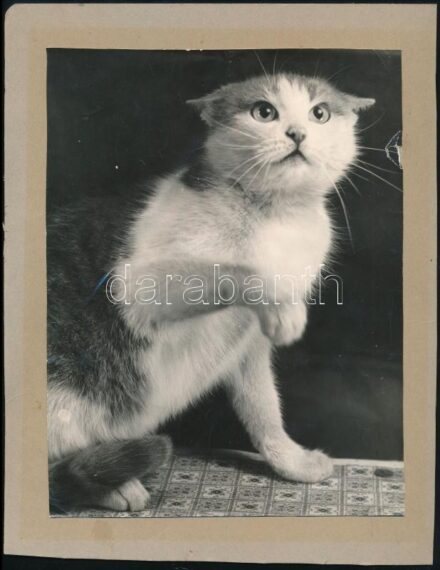 Cca. 1940 ,, Lilike' cica fotója, sérülésekkel, 23x17cm + tablófotó, 11x17cm