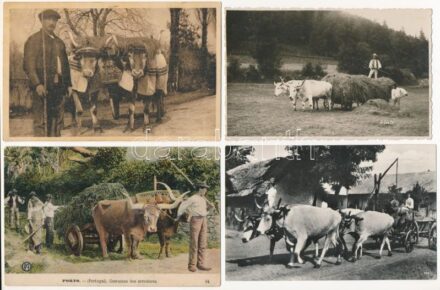 7 db RÉGI népviseletes motívum képeslap ökörszekérrel / 7 pre-1945 folklore motive postcards with oxen carts
