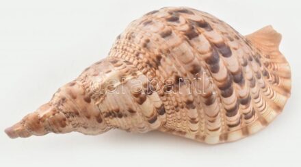 Nagyméretű tengeri csigaház, kis kopásokkal, h: 35 cm