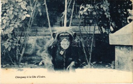 Chimpanzé a la Cote d'Ivoire / African folklore, Chimpanzee in Ivory Coast (from postcard booklet)