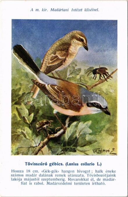 Tövisszúró gébics. A m. kir. Madártani Intézet kliséi. Hazai Madaraink képsorozat / Lanius collurio L.. Hungarian birds series. s: Vezenyi