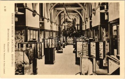 London, British Museum (Natural History), Botanical Gallery (non PC)