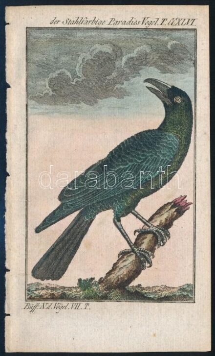 cca 1785 paradicsommadár, George-Louis Leclerq de Buffon (1707-1788) francia természettudós Allgemeine Naturgeschichte című művéből (Berlin, 1771). Rézmetszet, papír, 13×8 cm