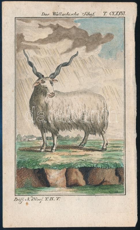 cca 1785 Oláh kos. George-Louis Leclerq de Buffon (1707-1788) francia természettudós Allgemeine Naturgeschichte című művéből (Berlin, 1771). Rézmetszet, papír, 13×8 cm