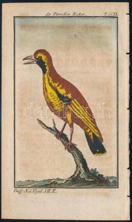 cca 1785 Paradicsom madár . George-Louis Leclerq de Buffon (1707-1788) francia természettudós Allgemeine Naturgeschichte című művéből (Berlin, 1771). Rézmetszet, papír, 13×8 cm