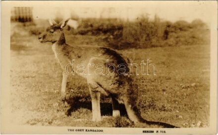 The Grey Kangaroo (fl)