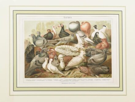 Tauben (Galambfajták). Színes litográfia, papír. Modern paszpartuban, 26,5x21 cm