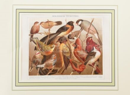 Ausländische Stubenvögel (Házimadarak). Színes litográfia, papír. Modern paszpartuban, 25x21 cm