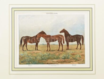 Pállya Celesztin (1864-1948) festménye után: Tenyészlovak. Színes litográfia, papír. Modern paszpartuban, 26x21 cm