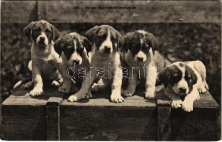 Junge Bernhardinerhunde / young St. Bernard dogs (EK)