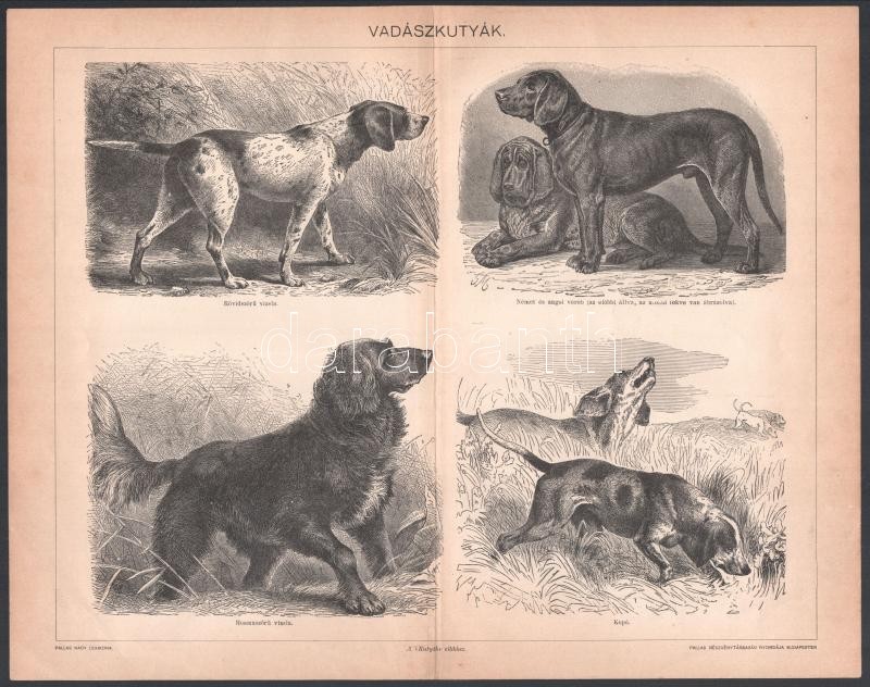 cca 1900 17 db állat (szarvasok, vadászkutyák, vizslák II. stb.) és növény témájú metszet és nyomat a Pallas Nagy Lexikonából és a Meyer's Lexikonból, 20x26,5 cm körüli méretben