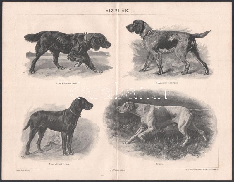 cca 1900 17 db állat (szarvasok, vadászkutyák, vizslák II. stb.) és növény témájú metszet és nyomat a Pallas Nagy Lexikonából és a Meyer's Lexikonból, 20x26,5 cm körüli méretben - Image 2