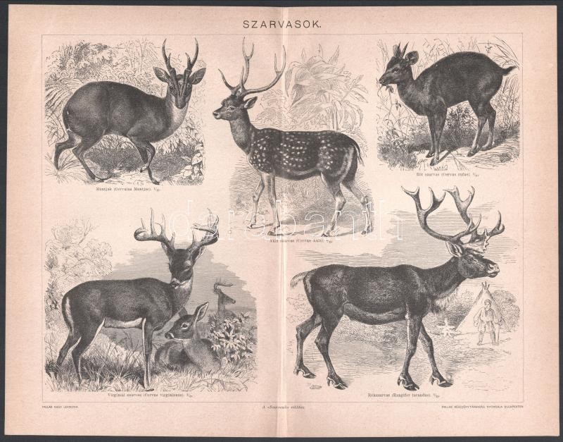 cca 1900 17 db állat (szarvasok, vadászkutyák, vizslák II. stb.) és növény témájú metszet és nyomat a Pallas Nagy Lexikonából és a Meyer's Lexikonból, 20x26,5 cm körüli méretben - Image 3