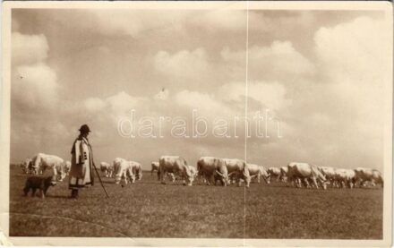 1936 Mezőhegyes, M. kir. állami ménesintézet, magyar gulya a legelőn. Szakál Géza fotószaküzlete (EK)