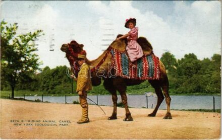 1930 New York, Zoological Park, Camel Riding (EK)