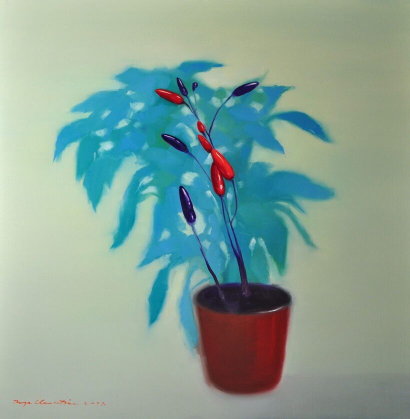 BOGA CLEMENTINA Chili