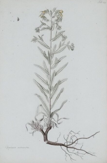 Botanikai metszet, Kitaibel Pál, 279. tábla : Onosma arenaria, Bécs, 1800-as évek eleje