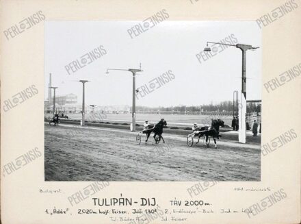 SCHÄFFER FOTÓ: Tulipán-díj (1941. március 5.)