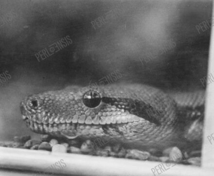 Feltehetően Kinszki Imre (1901 - 1945): Head of the snake