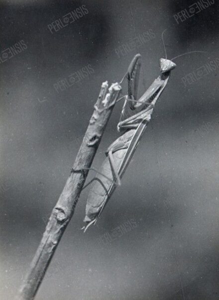 Feltehetően KINSZKI IMRE (1901, Budapest-1945): Female of Mantis religiosa