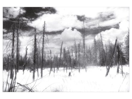 Eifert János: A fák állva halnak (Torontó, Ontario, W.park, 1985) 