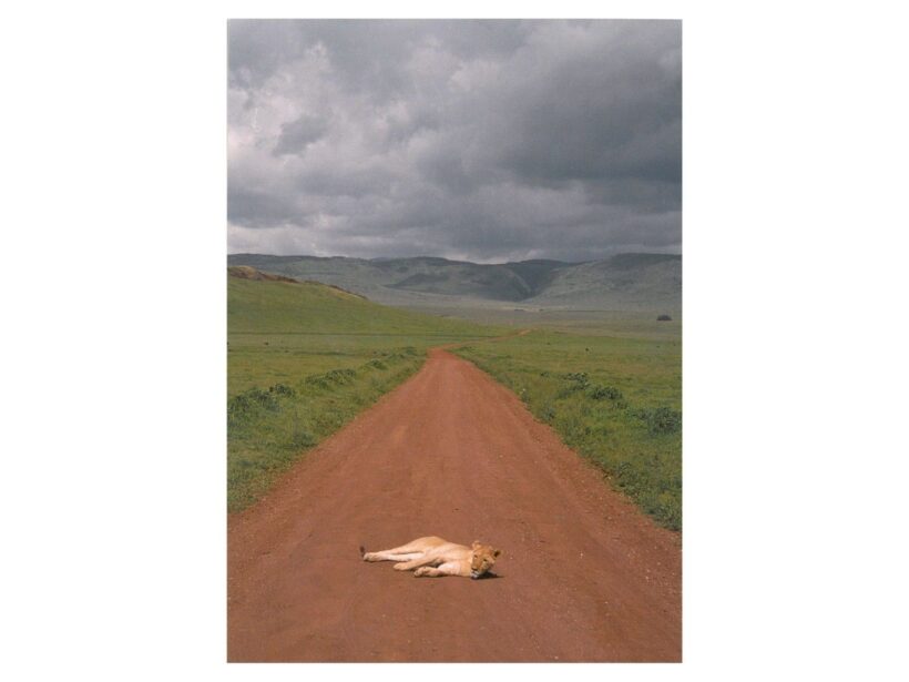 Kraus, James B.: Egyedül, N'gorongoro (Tanzánia, 2002) 