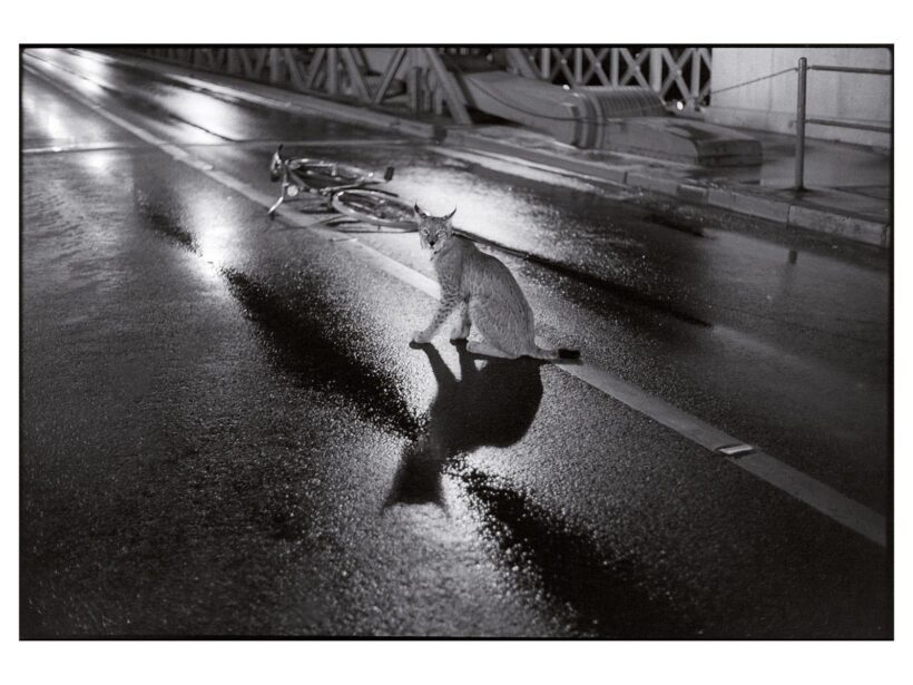 Szilágyi Lenke: Hiúz (1997) 