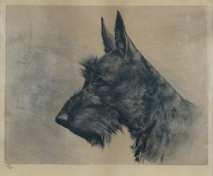 Ismeretlen alkotó: Schnauzer