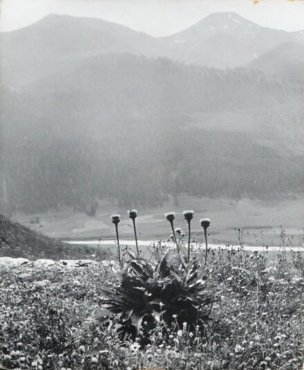 Vajda Ernő (1889 - 1980): Máriatövis, 1969 - repr.monográfiában, Corvina, 1971