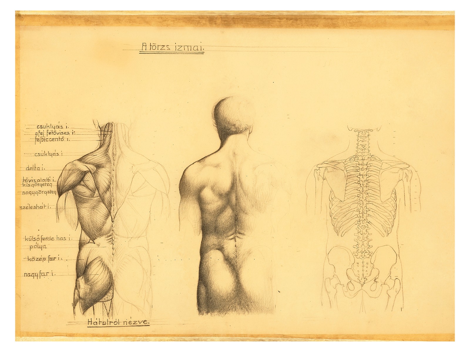 Barcsay Jenő: Anatómiai tanulmány (A törzs izmai)