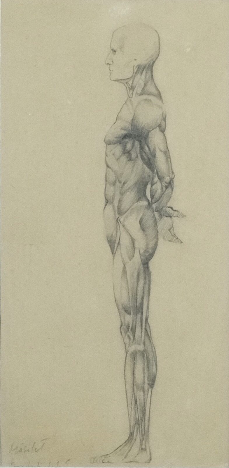 Szabó Vladimir (1905 - 1991): Anatómiai tanulmány - hagyatéki igazolással