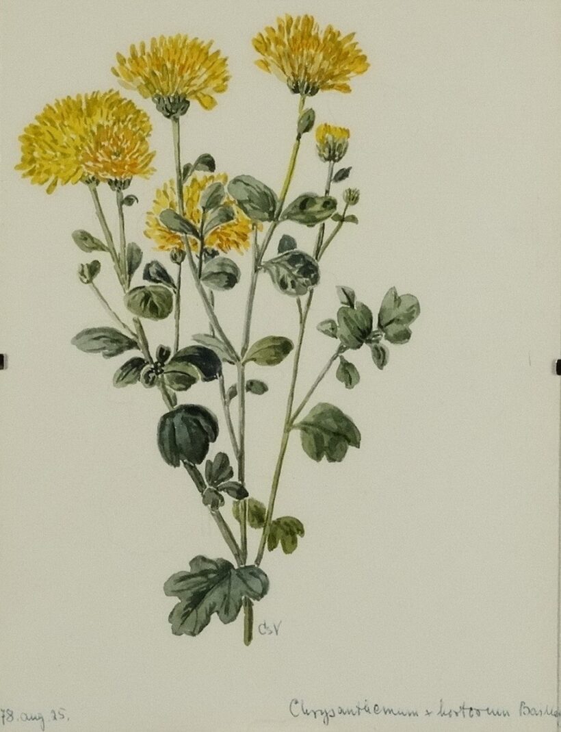 Csapody Vera (1890-1985): Chrysanthemum x hortorum