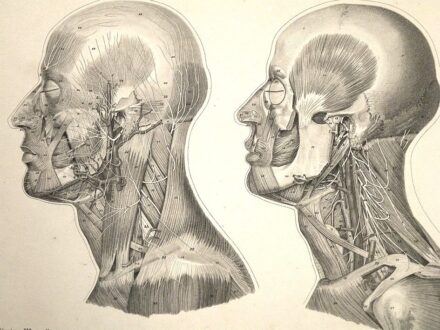 Gyógyszerészet, orvostudomány. Froriep, Robert Gyógyszerészet, orvostudomány. Froriep, Robert: Atlas anatomicus partium corporis humani per strata dispositarum imagines in tabulis XXX ab Augusto Andorffo ...incisas. Editio quarta non mutata. A címlapon Zi