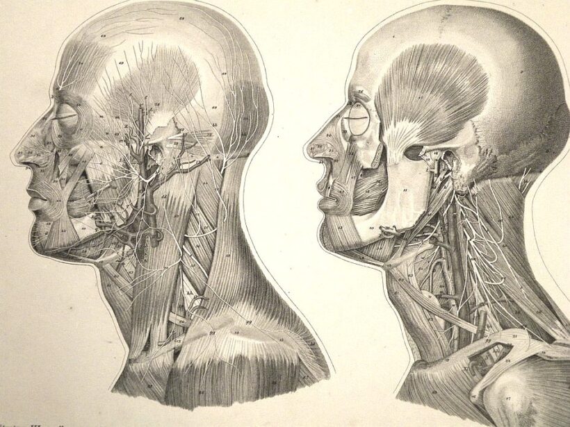 Gyógyszerészet, orvostudomány. Froriep, Robert Gyógyszerészet, orvostudomány. Froriep, Robert: Atlas anatomicus partium corporis humani per strata dispositarum imagines in tabulis XXX ab Augusto Andorffo ...incisas. Editio quarta non mutata. A címlapon Zi