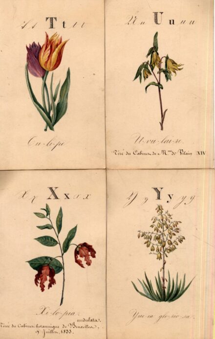 Alphabet de Flore. - Virág ábécé.  Alphabet de Flore. - Virág ábécé. Akvarell-sorozat, 24 db kártya. 1833. Korabeli, díszes, sérült tokban.