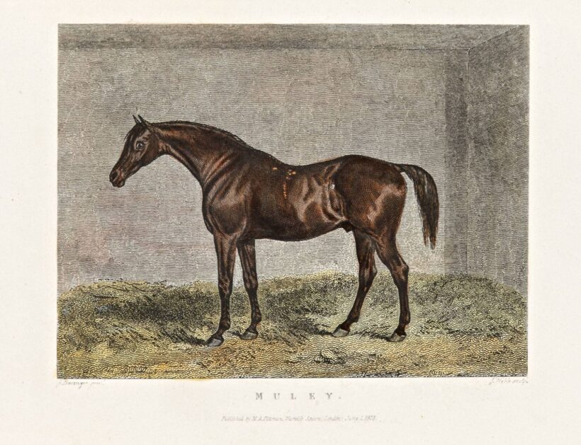 James Barenger (1780-c.1831) - Muley