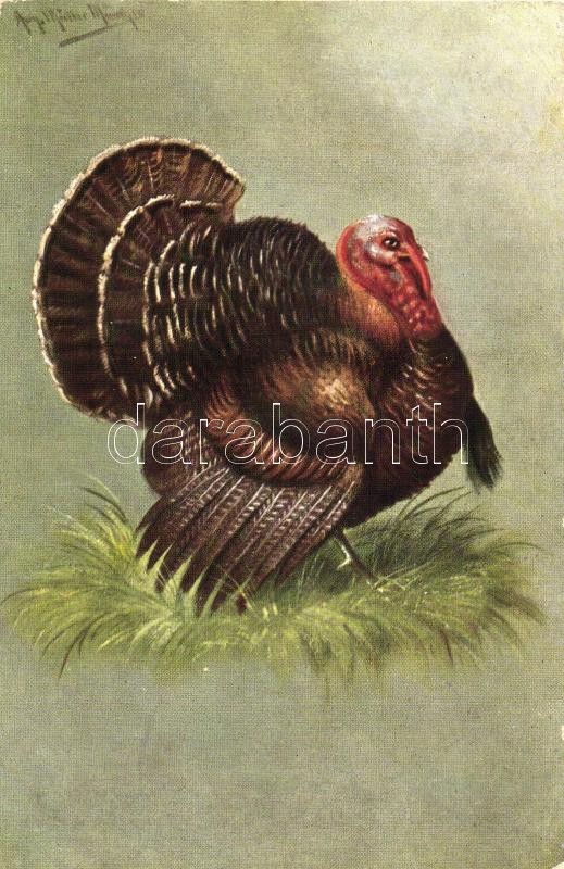 8 db RÉGI szignós motívumlap; állat (kakas, pulyka) / 8 old artist signed motive cards; animal, rooster, turkey - Image 3