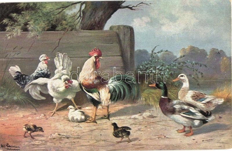 7 db RÉGI motívumlap; állat (kakas, csirke, pulyka) / 7 old motive cards; animal, rooster, turkey, chicken - Image 3