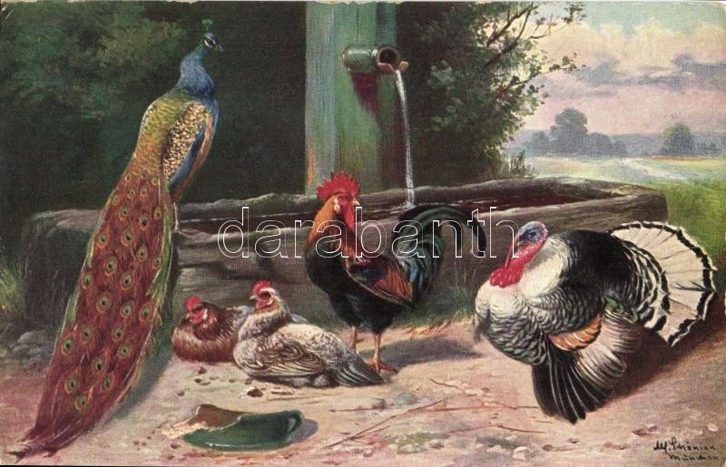 7 db RÉGI motívumlap; állat (kakas, csirke, pulyka) / 7 old motive cards; animal, rooster, turkey, chicken - Image 4