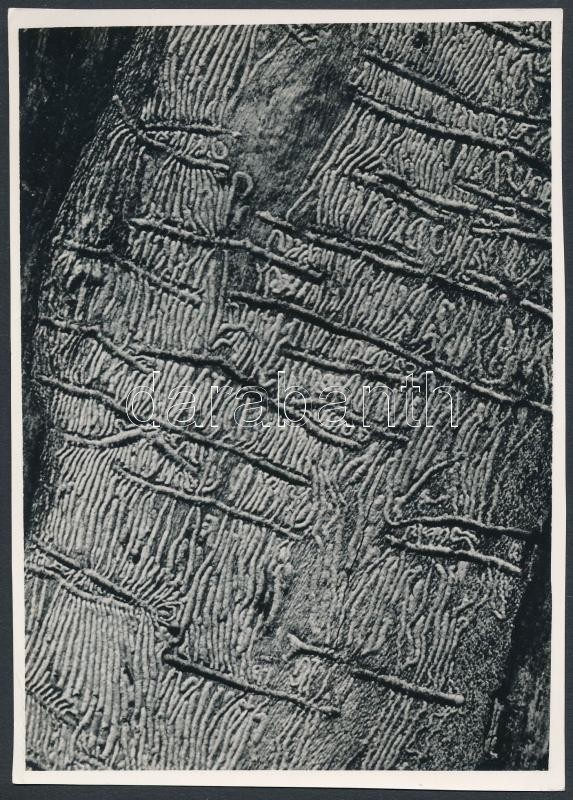 1937 Kinszki Imre (1901-1945): Szúrágás, pecséttel jelzett vintage fotóművészeti alkotás, 16x11,5 cm