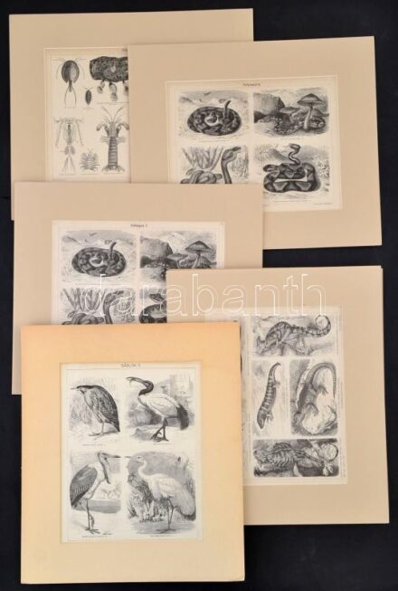 Madarak, emlősök, hüllők, illusztrációk lexikonokból, feliratozva, paszpartuban, 10 db, 23x28 cm