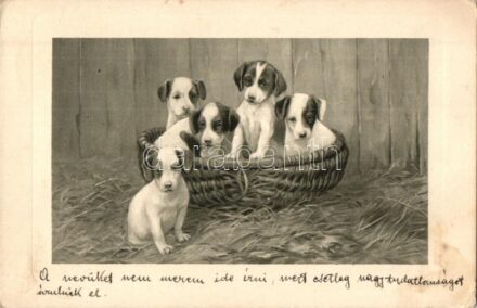 Dogs, TSN Serie 1000 (6 Dess.) (EK)