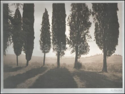 1997 Ikeás fotónyomat, Ron Rosentock: Fa Lilliano, 27×35 cm