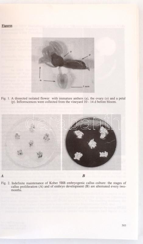 Proceedings of the Eighth International Conference on Grape Genetics and Breeding. Volume I-II. Szerk.: E. P. Botos, E. Hajdú, É Borbás. Kecskemét-Hungary. 26-31. August 2002. Acta Horticulturae 603. Leuven, 2003., International Society for - Image 2