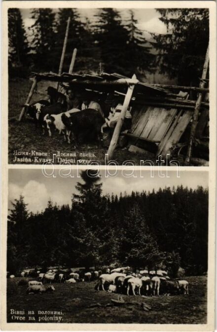 Kőrösmező-Tiszaborkút, Jaszinya, Jasina-Kvasy, Yasinia (Máramaros); juhfejés, juh nyáj / Dojeni ovec, ovce na poloniny / milking the sheep