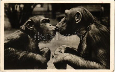 Szeretet. Csimpánzok puszilkodnak a budapesti állatkertben. Hölzel Gyula felvétele, kiadja Budapest székesfőváros állat- és növénykertje / chimpanzees kissing each other