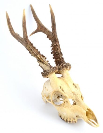 Őzbak trófea, 39,5x10,5 cm